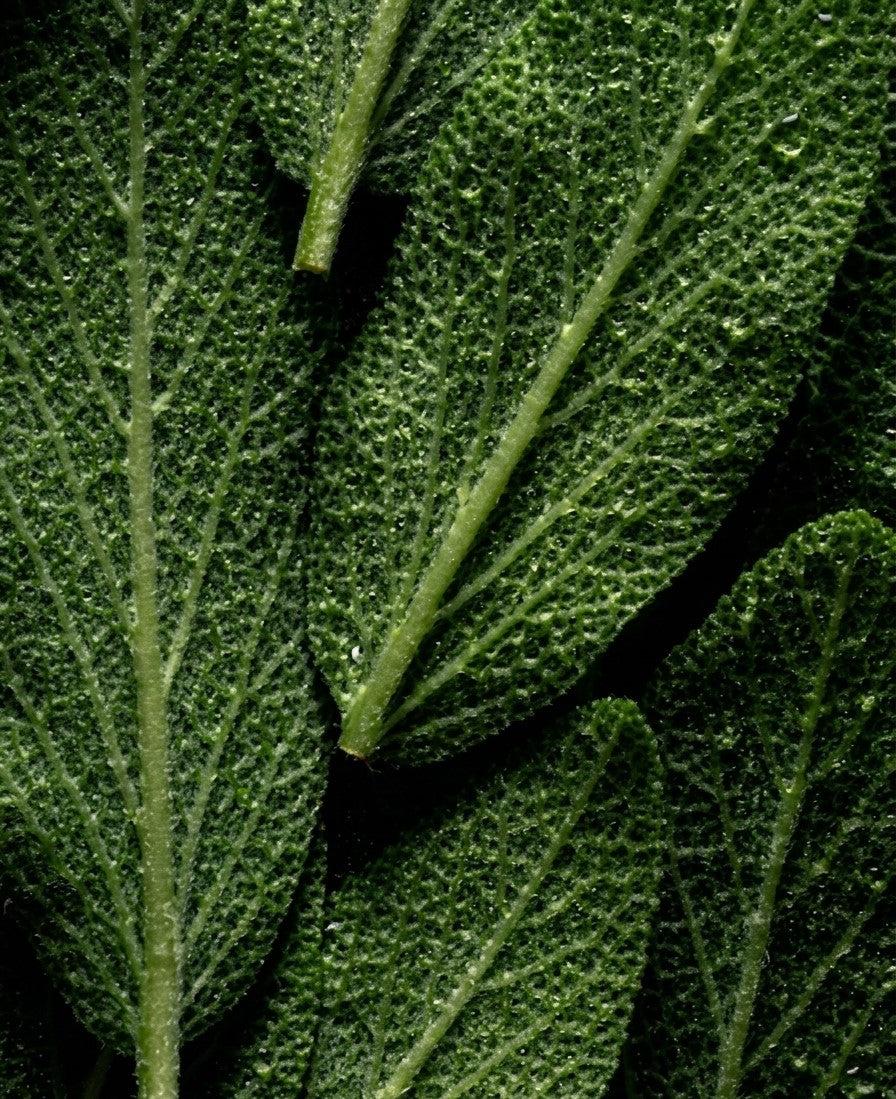 Omega-Complex Body Oil